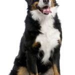 Bernese Mountain Dog - Características da raça, fotos e vídeos