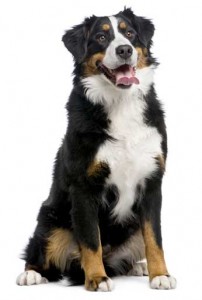 Bernese Mountain Dog - Características da raça, fotos e vídeos