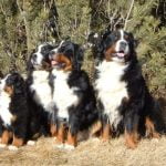 Bernese Mountain Dog - Características da raça, fotos e vídeos