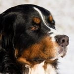 Bernese Mountain Dog - Características da raça, fotos e vídeos