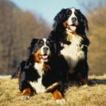 Bernese Mountain Dog - Características da raça, fotos e vídeos