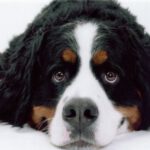 Bernese Mountain Dog - Características da raça, fotos e vídeos