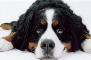 Bernese Mountain Dog - Características da raça, fotos e vídeos