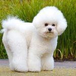 Bichon Frisé - Características da raça, fotos e vídeos