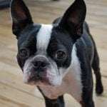 Boston Terrier - Características da raça, fotos e vídeos