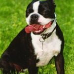 Boston Terrier - Características da raça, fotos e vídeos