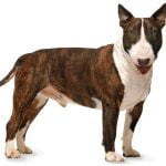 Raça Bull Terrier - Características, fotos e vídeos