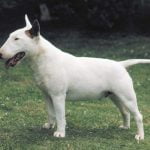Raça Bull Terrier - Características, fotos e vídeos