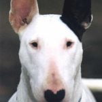 Raça Bull Terrier - Características, fotos e vídeos