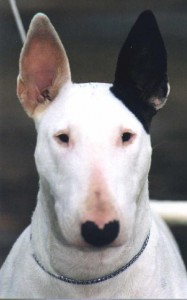 Raça Bull Terrier - Características, fotos e vídeos