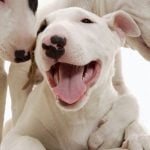 Raça Bull Terrier - Características, fotos e vídeos