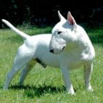 Raça Bull Terrier - Características, fotos e vídeos