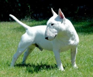 Raça Bull Terrier - Características, fotos e vídeos