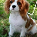 Cavalier King Charles Spaniel - Características da raça, fotos e vídeos