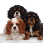 Cavalier King Charles Spaniel - Características da raça, fotos e vídeos