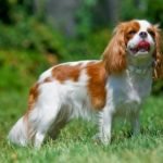 Cavalier King Charles Spaniel - Características da raça, fotos e vídeos