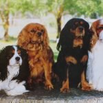 Cavalier King Charles Spaniel - Características da raça, fotos e vídeos