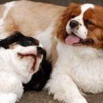 Cavalier King Charles Spaniel - Características da raça, fotos e vídeos