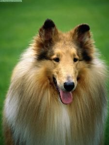 Collie - Características da raça, fotos e vídeos