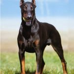 Dobermann - Características da raça, fotos e vídeos