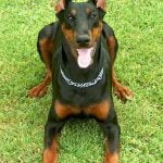 Dobermann - Características da raça, fotos e vídeos