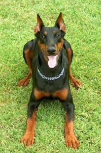 Dobermann - Características da raça, fotos e vídeos