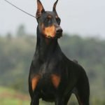 Dobermann - Características da raça, fotos e vídeos