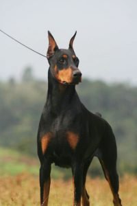 Dobermann - Características da raça, fotos e vídeos