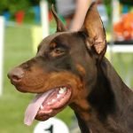 Dobermann - Características da raça, fotos e vídeos