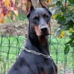 Dobermann - Características da raça, fotos e vídeos