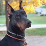 Dobermann - Características da raça, fotos e vídeos