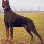 Dobermann - Características da raça, fotos e vídeos