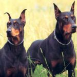 Dobermann - Características da raça, fotos e vídeos