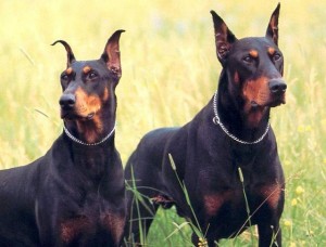 Dobermann - Características da raça, fotos e vídeos