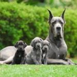 Dogue Alemão - Características da raça, fotos e vídeos