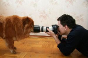 Como tirar boas fotografias do seu cachorro