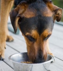 Como alimentar um cão de rua?