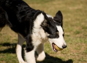 Como tirar boas fotografias do seu cachorro