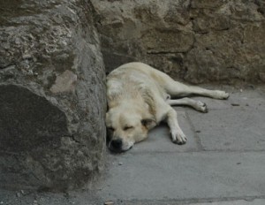 Como alimentar um cão de rua?