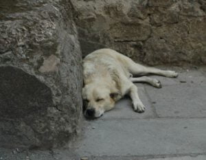 Como alimentar um cão de rua?