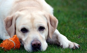 Labrador - Características da raça, fotos e vídeos