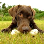 Labrador - Características da raça, fotos e vídeos