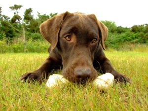 Labrador - Características da raça, fotos e vídeos