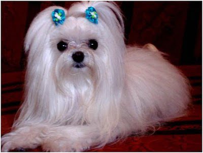 Não se engane: apesar da aparência, o maltês é um cão extremamente ativo.