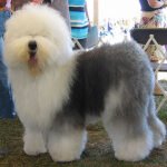 Old English Sheepdog - Características da raça, fotos e vídeos