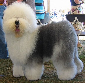 Old English Sheepdog - Características da raça, fotos e vídeos