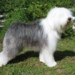 Old English Sheepdog - Características da raça, fotos e vídeos