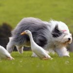 Old English Sheepdog - Características da raça, fotos e vídeos