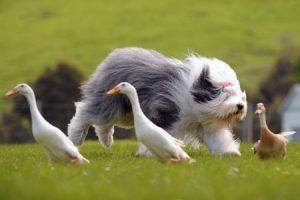 Old English Sheepdog - Características da raça, fotos e vídeos