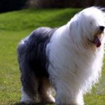 Old English Sheepdog - Características da raça, fotos e vídeos